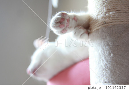 Indoor life of a cute cat 101162337