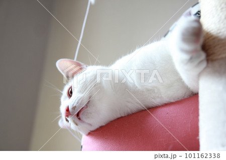 Indoor life of a cute cat Indoor life of a cute cat 101162338