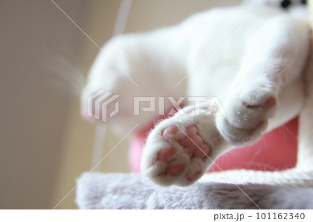 Indoor life of a cute cat 101162340
