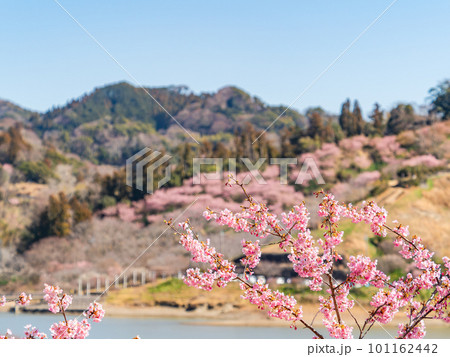 春の景色　千葉の山間に咲く満開の河津桜 101162442