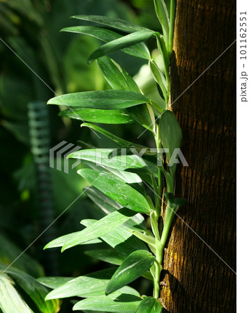 パナマソウの縦長ショット、特徴的な葉が美しい 101162551