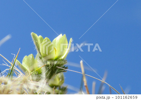 八ヶ岳にて青空に映えるツクモグサの花 101162659