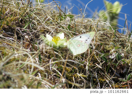 八ヶ岳にてツクモグサの花の蜜を吸うモンキチョウ 101162661