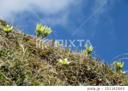 八ヶ岳にて青空に映えるツクモグサの花 101162663
