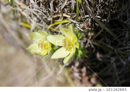 八ヶ岳にひっそりと咲くツクモグサの花 101162665