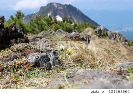八ヶ岳にひっそりと咲くツクモグサの花と阿弥陀岳 101162666