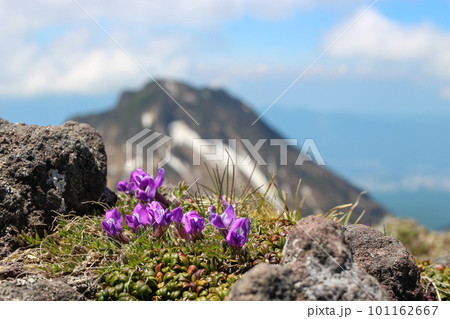 八ヶ岳にひっそりと咲くオヤマノエンドウの花と阿弥陀岳 101162667