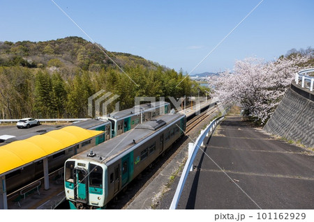 桜が咲く中、行きかうディーゼルカー 101162929