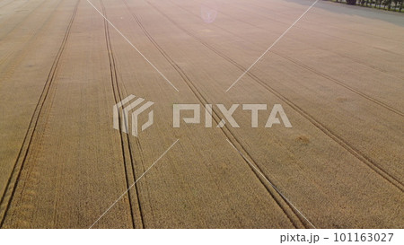 Wheat field. Flying over wheat field ears of mature ripe wheat. Wheat grain crop harvest. Sun light. Industrial grain cultivation. Agricultural agrarian panoramic landscape. Aerial drone view 101163027