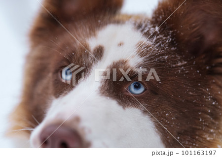 Ginger laika dog portrait in winter Ginger laika dog portrait in winter 101163197