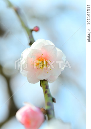 春の訪れを告げる梅の花 春の訪れを告げる梅の花 101163513