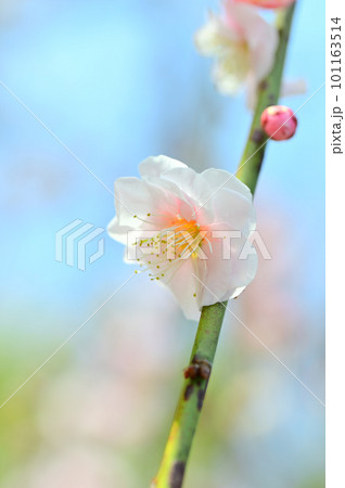 春の訪れを告げる梅の花 101163514