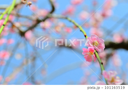 青空に映える梅の花 青空に映える梅の花 101163519