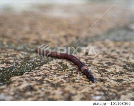 地面を這うミミズ 地面を這うミミズ 101163566