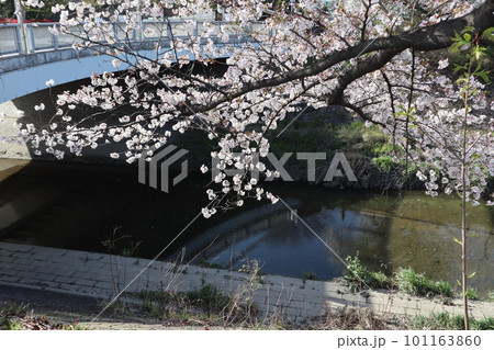 川のある風景　河辺に咲く桜　桜並木　桜　お花見　ソメイヨシノ　瑞穂区　山崎川　夜桜　 101163860