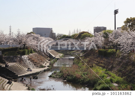川のある風景　河辺に咲く桜　桜並木　桜　お花見　ソメイヨシノ　瑞穂区　山崎川　夜桜　 101163862