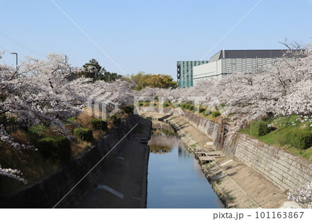 川のある風景　河辺に咲く桜　桜並木　桜　お花見　ソメイヨシノ　瑞穂区　山崎川　夜桜　 101163867