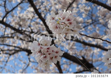 川のある風景 河辺に咲く桜 桜並木 桜 お花見 ソメイヨシノ 瑞穂区 山崎川 夜桜 川のある風景 河辺に咲く桜 桜並木 桜 お花見 ソメイヨシノ 瑞穂区 山崎川 夜桜 101163874