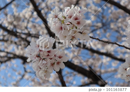 川のある風景 河辺に咲く桜 桜並木 桜 お花見 ソメイヨシノ 瑞穂区 山崎川 夜桜 川のある風景 河辺に咲く桜 桜並木 桜 お花見 ソメイヨシノ 瑞穂区 山崎川 夜桜 101163877