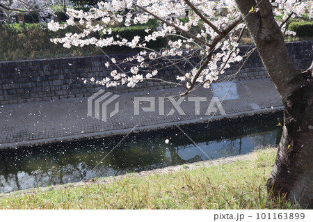 川のある風景 河辺に咲く桜 桜並木 桜 お花見 ソメイヨシノ 瑞穂区 山崎川 夜桜 川のある風景 河辺に咲く桜 桜並木 桜 お花見 ソメイヨシノ 瑞穂区 山崎川 夜桜 101163899