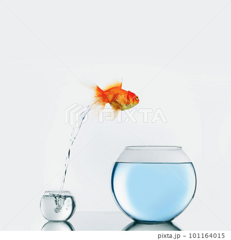 Gold fish jumping to big fishbowlの写真素材 [101164015] - PIXTA