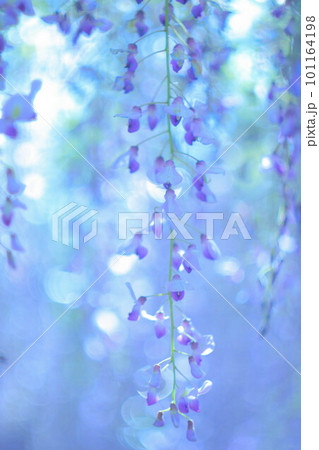 藤色に染まる藤の花 101164198