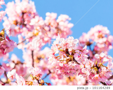 春を告げる満開の千葉県保田の頼朝桜(河津桜) 春を告げる満開の千葉県保田の頼朝桜(河津桜) 101164289