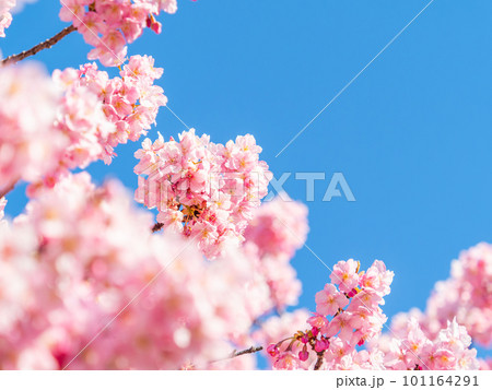 春を告げる満開の千葉県保田の頼朝桜（河津桜） 101164291