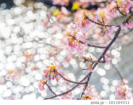 春を告げる満開の千葉県保田の頼朝桜（河津桜） 101164311