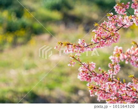 春を告げる満開の千葉県保田の頼朝桜(河津桜) 春を告げる満開の千葉県保田の頼朝桜(河津桜) 101164320
