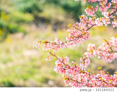 春を告げる満開の千葉県保田の頼朝桜(河津桜) 春を告げる満開の千葉県保田の頼朝桜(河津桜) 101164321