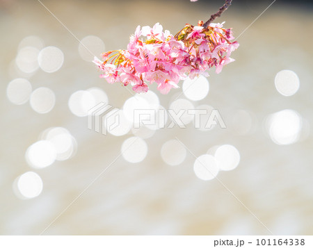 春を告げる満開の千葉県保田の頼朝桜（河津桜） 101164338