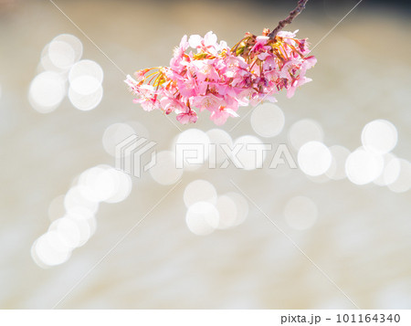 春を告げる満開の千葉県保田の頼朝桜(河津桜) 春を告げる満開の千葉県保田の頼朝桜(河津桜) 101164340