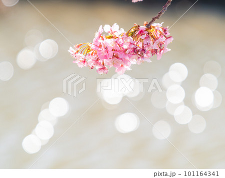 春を告げる満開の千葉県保田の頼朝桜（河津桜） 101164341