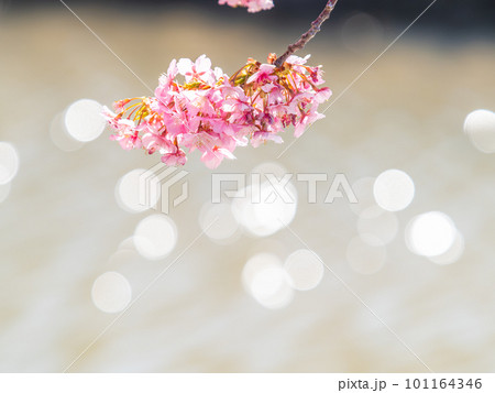春を告げる満開の千葉県保田の頼朝桜(河津桜) 春を告げる満開の千葉県保田の頼朝桜(河津桜) 101164346