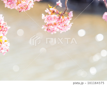 春を告げる満開の千葉県保田の頼朝桜(河津桜) 春を告げる満開の千葉県保田の頼朝桜(河津桜) 101164375