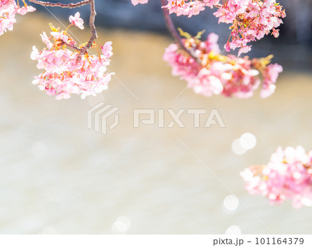 春を告げる満開の千葉県保田の頼朝桜(河津桜) 春を告げる満開の千葉県保田の頼朝桜(河津桜) 101164379