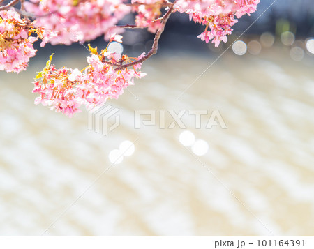 春を告げる満開の千葉県保田の頼朝桜（河津桜） 101164391