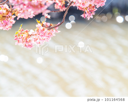 春を告げる満開の千葉県保田の頼朝桜（河津桜） 101164568