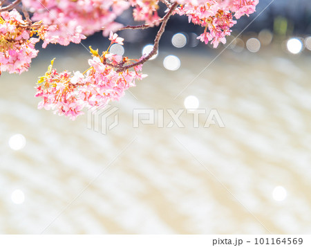 春を告げる満開の千葉県保田の頼朝桜(河津桜) 春を告げる満開の千葉県保田の頼朝桜(河津桜) 101164569