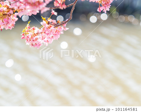 春を告げる満開の千葉県保田の頼朝桜（河津桜） 101164581