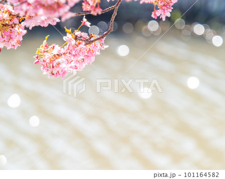 春を告げる満開の千葉県保田の頼朝桜(河津桜) 春を告げる満開の千葉県保田の頼朝桜(河津桜) 101164582