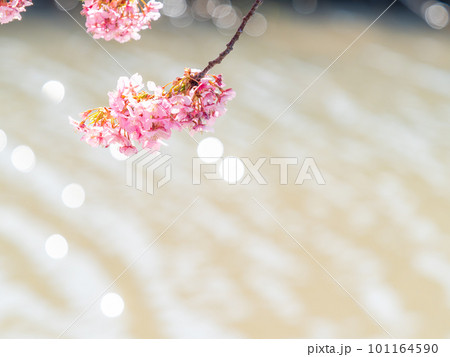 春を告げる満開の千葉県保田の頼朝桜（河津桜） 101164590