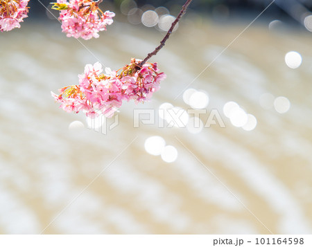 春を告げる満開の千葉県保田の頼朝桜（河津桜） 101164598