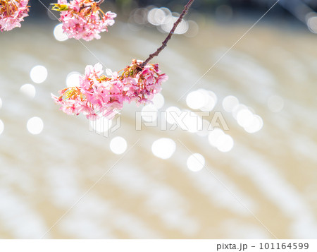 春を告げる満開の千葉県保田の頼朝桜（河津桜） 101164599