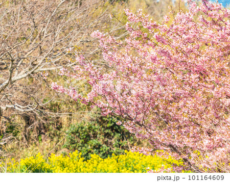 春を告げる満開の千葉県保田の頼朝桜（河津桜） 101164609