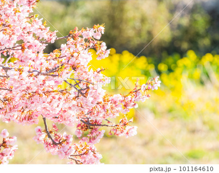 春を告げる満開の千葉県保田の頼朝桜（河津桜） 101164610