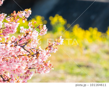 春を告げる満開の千葉県保田の頼朝桜（河津桜） 101164611