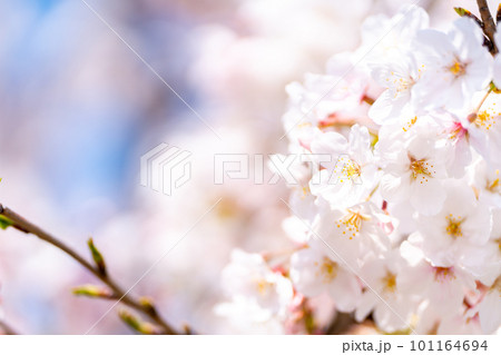 春の青空に映える満開の桜 101164694