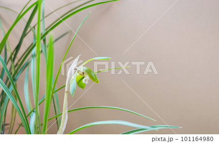 ベージュの背景に素朴な花の春蘭 ベージュの背景に素朴な花の春蘭 101164980